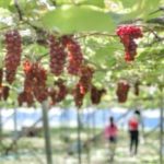 信玄公も愛した山の恵みに海の幸!?山梨の魅力満載”富士の国やまなし館”